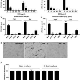 Bbi Induces The Phosphorylation Of Stat And Stat A Peripheral