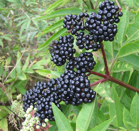 Schwarze Beeren Aus Dem Wald Hausgarten Net