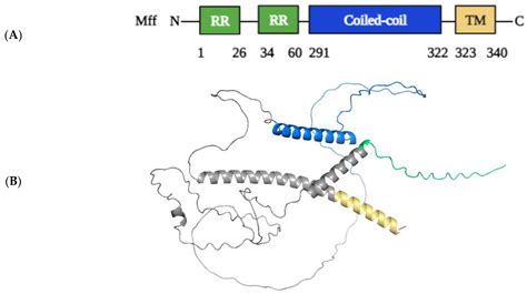 The Drp1 Mediated Mitochondrial Fission Protein Interactome As An