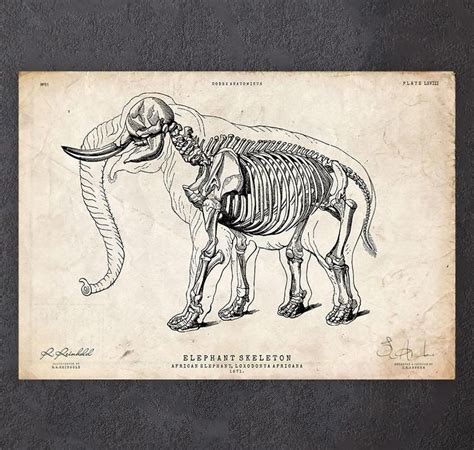 Elephant Skeleton Art Print Codex Anatomicus Skull Anatomy Anatomy