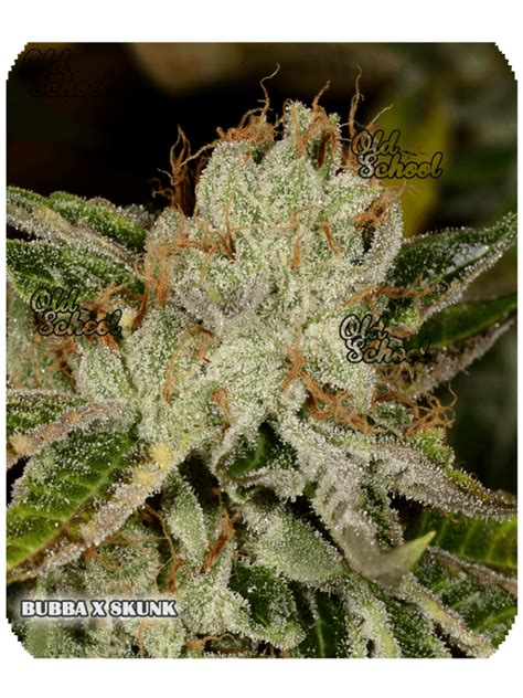 Bubba X Skunk Seeds Old School Breeders Association