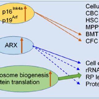 A Schematic Model Summarizing How Bmi Regulates Hsc Function Through