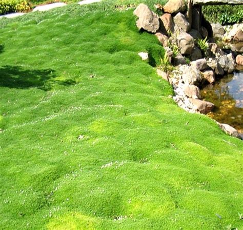 Irish Moss Lawn