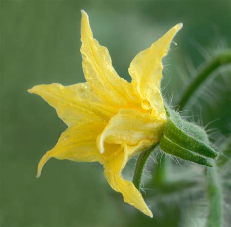Tomato Plant Flowers - ZacharyBold