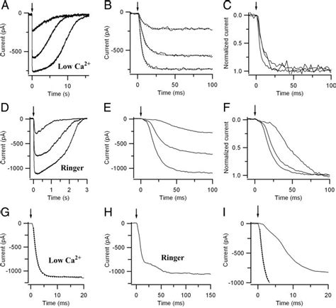 Responses To Photorelease Of Bromoadenosine Cyclic Monophosphate