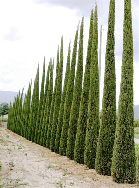 Cupressus Sempervirens Pyramidalis Stricta Arvores Para Jardim