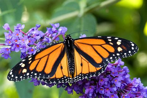 basics   butterfly seasoned times