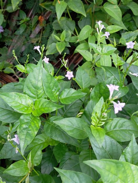 asian coromandel  banggai regency central sulawesi indonesia