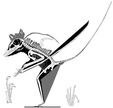 Blog De La Vida Prehist Rica Bergamodactylus