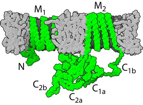 adenylate cyclase wikidoc