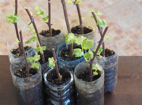 How To Grow Grapes From Cuttings Growing Grapes Propagating Plants