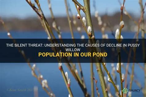 The Silent Threat Understanding The Causes Of Decline In Pussy Willow Population In Our Pond
