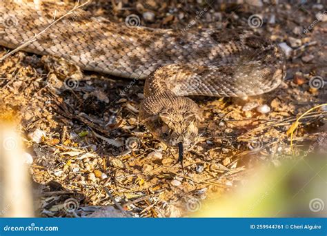 A Rattlesnake In Tucson Arizona Stock Image Image Of Environment