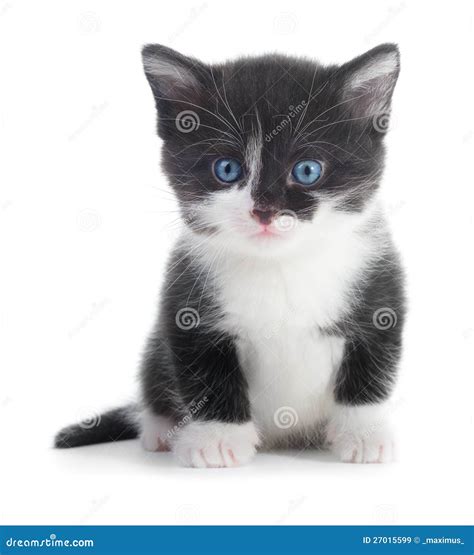 Black White Kitten Royalty Free Stock Images - Image: 27015599