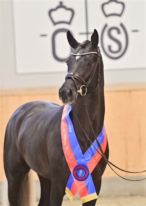 Oldenburger Hengst-Tage: Siegerhengste von Bon Courage und Tobago Z ...