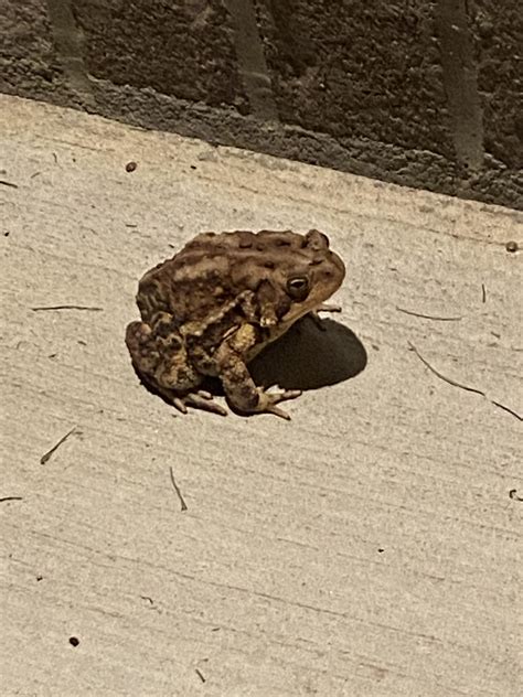 Grime payed a visit to my house today : r/amphibia