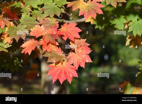 Acer japonicum vitifolium Stock Photo - Alamy