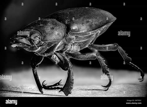 Biodiversity Beetle Black And White Stock Photos And Images Alamy
