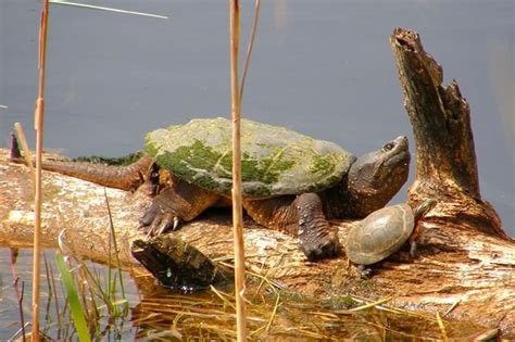 Friends of Ontario Snapping Turtles | In The Hills