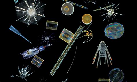 The Beauty Of Plankton In Pictures Artofit
