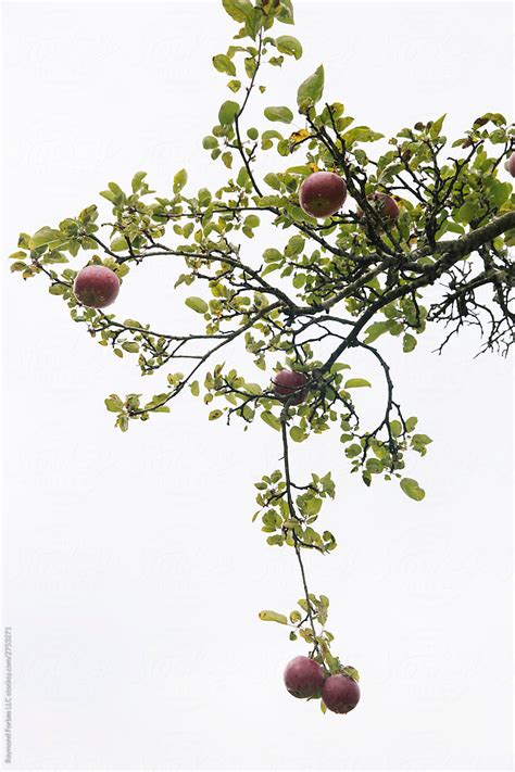 Low Hanging Fruit By Stocksy Contributor Raymond Forbes Llc Stocksy