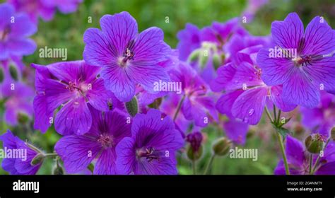 Purple Hardy Cranesbill Wild Geranium By Name Of Geranium X Magnificum