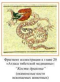 Dragon's Nest |Иллюстрированный атлас тибетской медицины