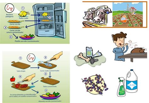 Contaminacion Biologica De Los Alimentos Sexiz Pix