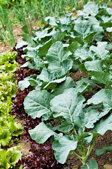 How To Cut Collard Greens From The Garden Fasci Garden