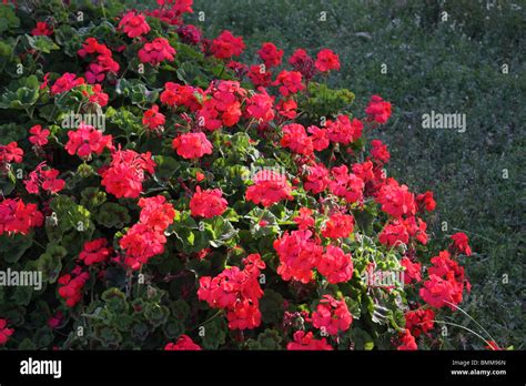 Red Flowers In Turkey Stock Photo Alamy