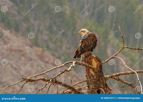Bald Eagle Looking Intensely Into The Distance Stock Image Image Of