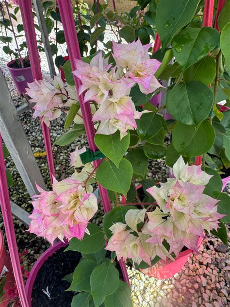 Bougainvillea Limberlost Beauty Double Flowered Bougainvillea - growin ...
