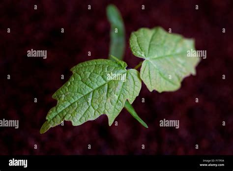 Young Sugar Maple Tree Seedling Stock Photo Alamy