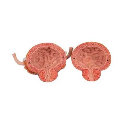 B Scientific Dual Sex Urinary System Model Part B Smart Anatomy HALOMEDICALS SYSTEMS