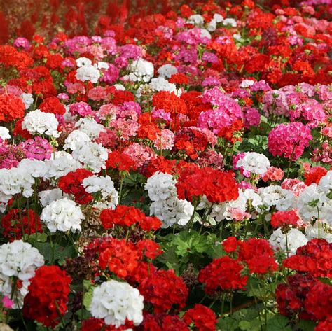 Amazon Outsidepride Seeds Annual Geranium Flower Seed Mix For