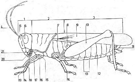 Grasshopper Model Diagram Quizlet