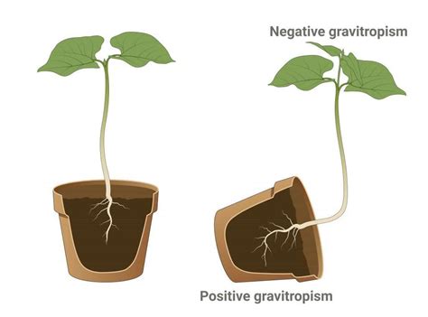 Plant Hormones Gcse Biology Revision