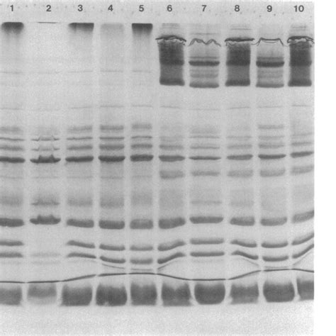 Coomassie Brilliant Blue Stained Sds Page Gel Of Chromatophores Download Scientific Diagram