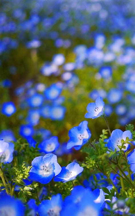 light blue flower wallpaper 6