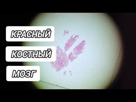 Красный костный #мозг - YouTube