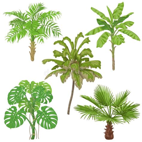 Plantas Tropicales Aisladas Ilustraci N Del Vector Ilustraci N De