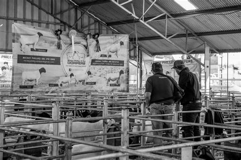 Redhill Pedigree Livestock - Beef Shorthorn Cattle & Poll Dorset Sheep