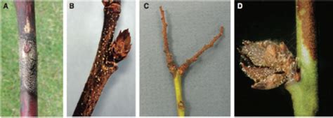 Dormant Sprays For Disease Control In Blueberries Magna Bon