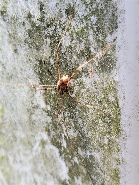 Phalangiid Harvestmen From KIMBERLIN HGT TN 37920 USA On May 11 2022