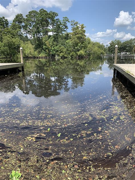 Observations At Bayou Bonfouca Water Rangers