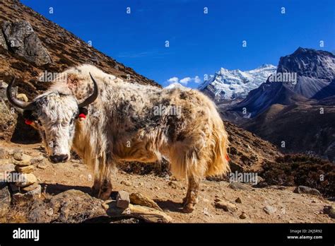 Yak Himalayan Cow carrying essential goods in the Everest Base Camp ...