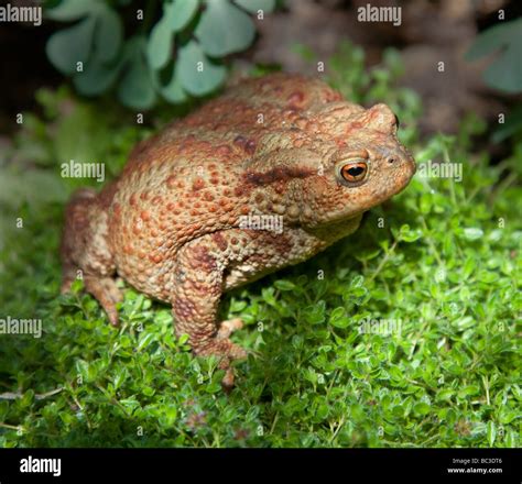 Common Toad Bufo Bufo Stock Photo Alamy