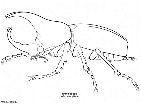 Besouro Rinoceronte Para Colorir