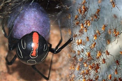 Black Widow Spider Found And It Is The Biggest Ever Daily Star