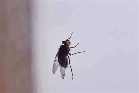 Black House Flies How To Control Prevent And Deter Them • Problem